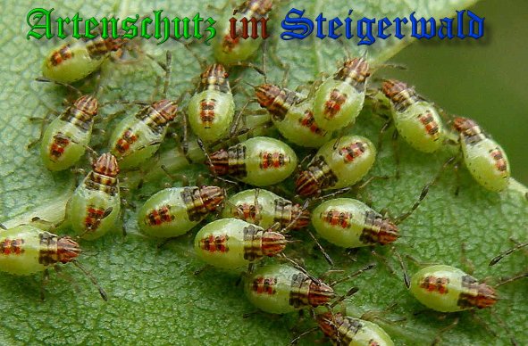 Bild zum Eintrag (1112223-160)