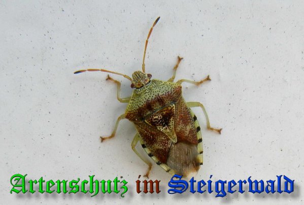 Bild zum Eintrag (1112224-160)
