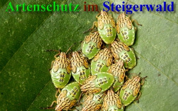 Copyright AiS Albert Meier Bild zum Eintrag (1112225-160)