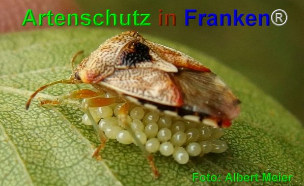 Copyright AiF - Albert Meier Bild zum Eintrag (1112233-160)