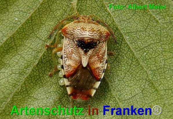 Copyright AiF - Albert Meier Bild zum Eintrag (1112234-160)