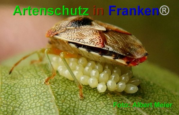 Copyright AiF - Albert Meier Bild zum Eintrag (1112235-160)