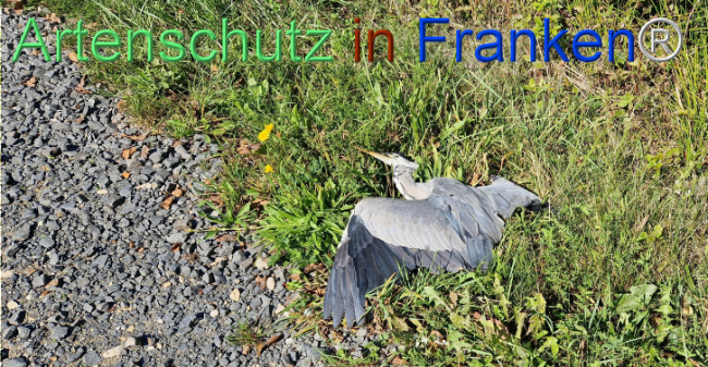 © Artenschutz in Franken® Bild zum Eintrag (1112348-160)
