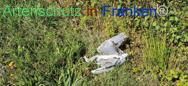 © Artenschutz in Franken® Bild zum Eintrag (1112349-160)