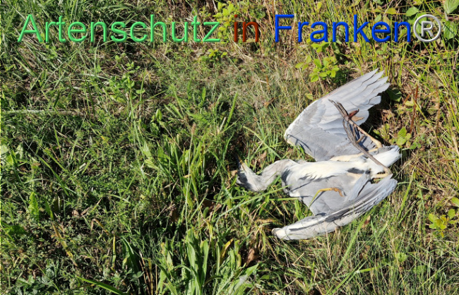 © Artenschutz in Franken® Bild zum Eintrag (1112350-160)