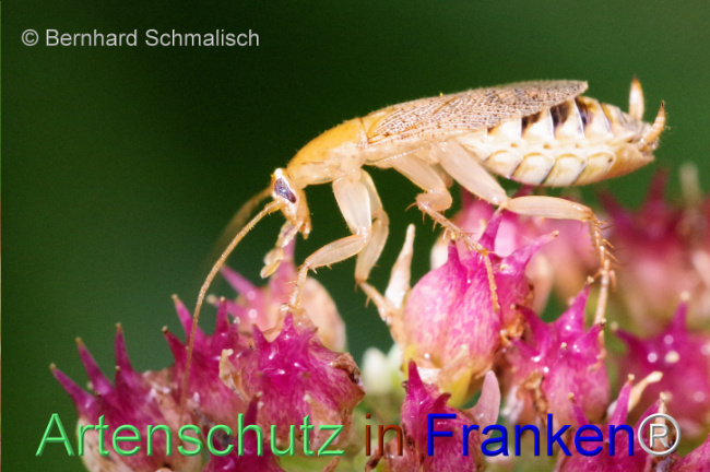 © Artenschutz in Franken® / Bernhard Schmalisch Bild zum Eintrag (1112431-160)
