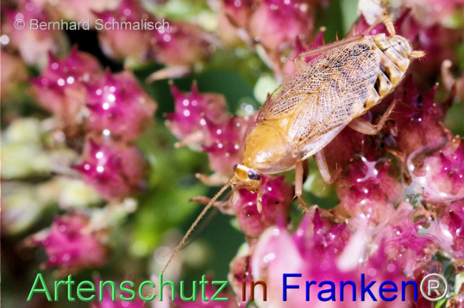© Artenschutz in Franken® / Bernhard Schmalisch Bild zum Eintrag (1112432-160)