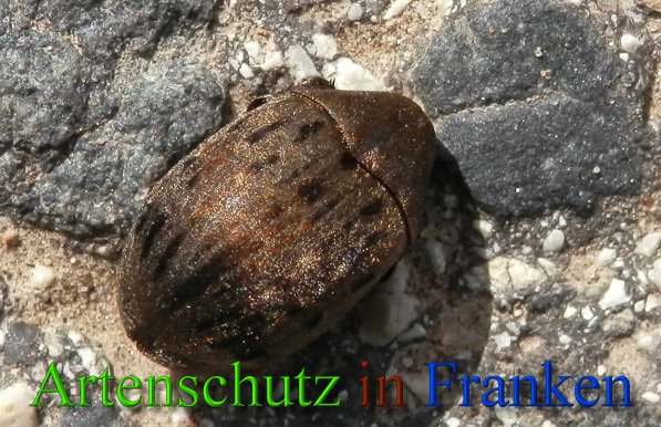 Copyright AiS- Albert Meier Bild zum Eintrag (1112589-160)