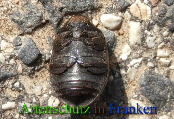 Copyright AiS- Albert Meier Bild zum Eintrag (1112590-160)