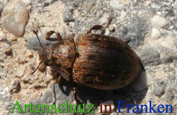 Copyright AiS- Albert Meier Bild zum Eintrag (1112591-160)