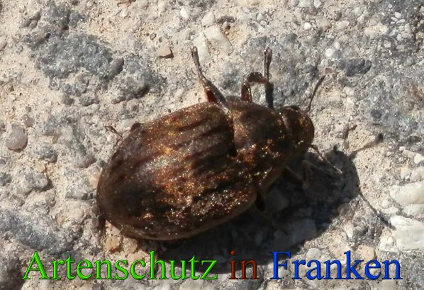 Copyright AiS- Albert Meier Bild zum Eintrag (1112592-160)