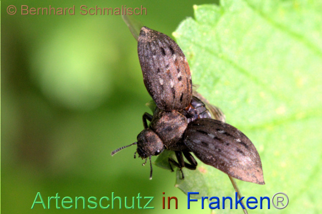 © Artenschutz in Franken® / Bernhard Schmalisch Bild zum Eintrag (1112595-160)