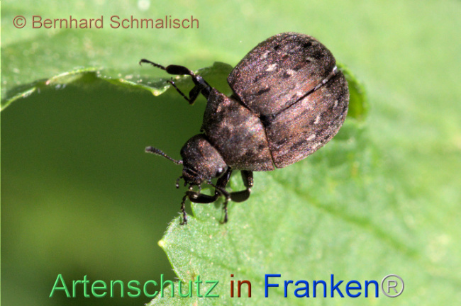 © Artenschutz in Franken® / Bernhard Schmalisch Bild zum Eintrag (1112596-160)