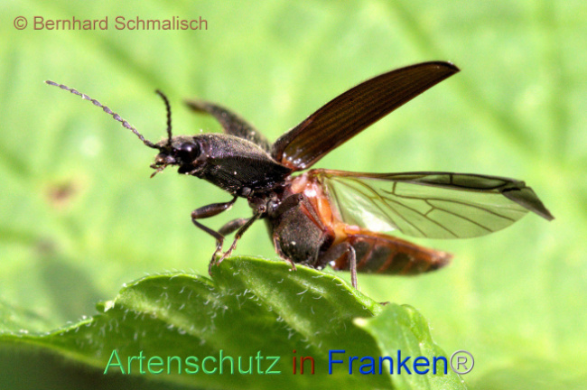© Artenschutz in Franken® / Bernhard Schmalisch Bild zum Eintrag (1112603-160)