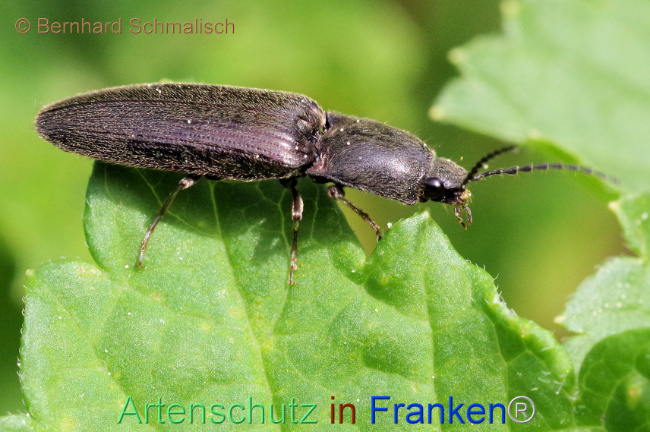 © Artenschutz in Franken® / Bernhard Schmalisch Bild zum Eintrag (1112605-160)