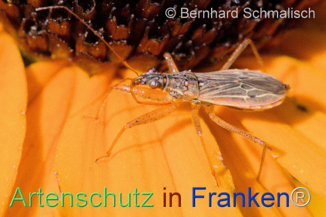 © Artenschutz in Franken® / Bernhard Schmalisch Bild zum Eintrag (1112729-160)
