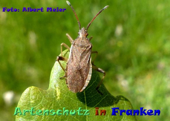 Copyright AiF - Albert Meier Bild zum Eintrag (1112738-160)