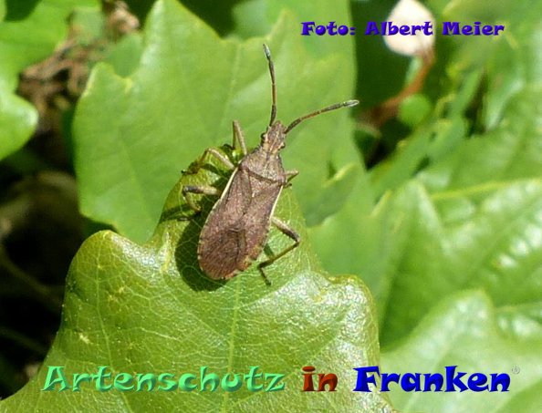 Copyright AiF - Albert Meier Bild zum Eintrag (1112739-160)