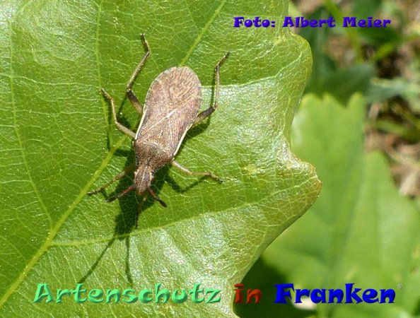 Copyright AiF - Albert Meier Bild zum Eintrag (1112740-160)