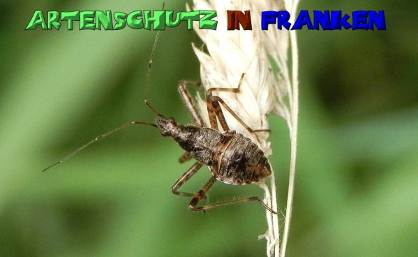 Copyright AiS- Albert Meier Bild zum Eintrag (1112767-160)