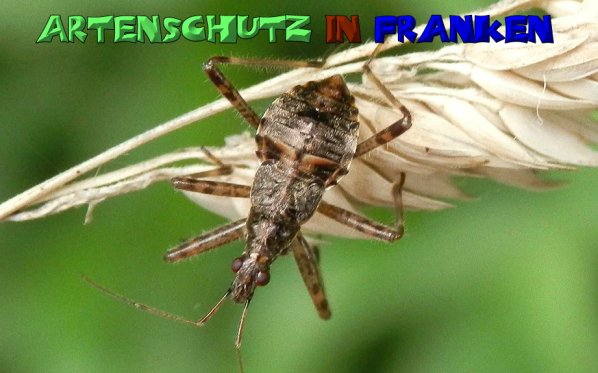 Copyright AiS- Albert Meier Bild zum Eintrag (1112769-160)