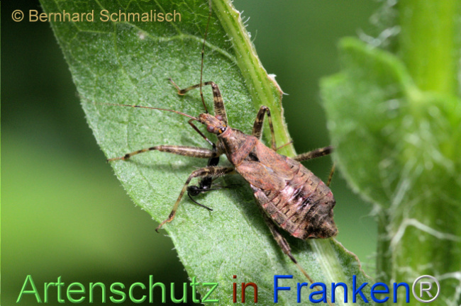 © Artenschutz in Franken® / Bernhard Schmalisch Bild zum Eintrag (1112771-160)