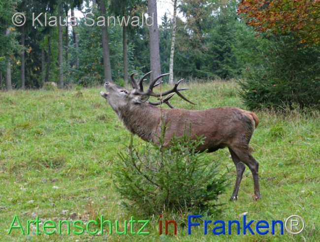 Bild zum Eintrag (1112839-160)