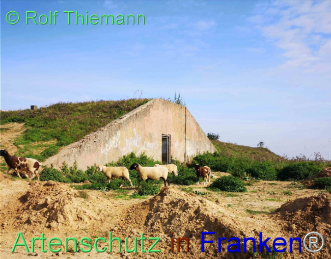 © Artenschutz in Franken® / Rolf Thiemann Bild zum Eintrag (1112979-160)