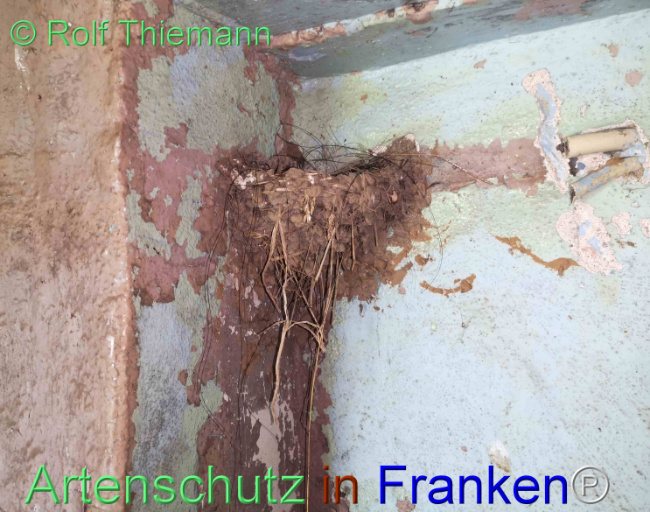 © Artenschutz in Franken® / Rolf Thiemann Bild zum Eintrag (1112982-160)