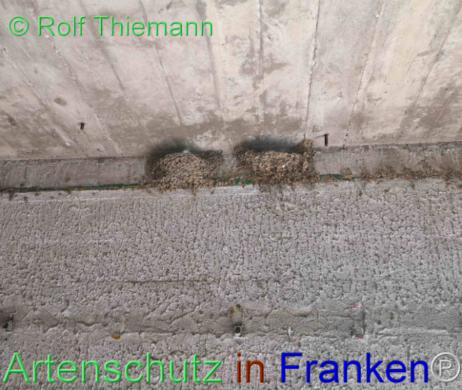 © Artenschutz in Franken® / Rolf Thiemann Bild zum Eintrag (1112983-160)