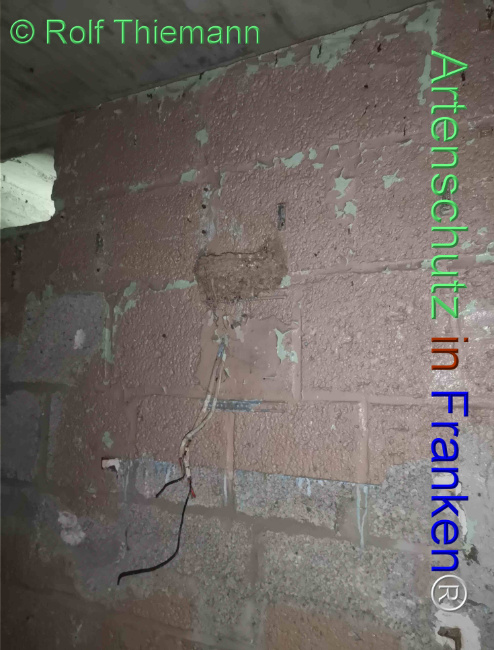 © Artenschutz in Franken® / Rolf Thiemann Bild zum Eintrag (1112985-160)