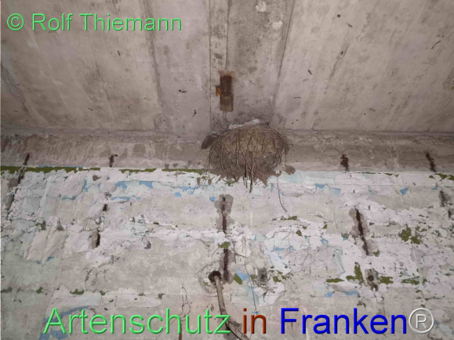 © Artenschutz in Franken® / Rolf Thiemann Bild zum Eintrag (1112986-160)