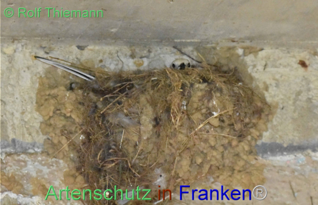 © Artenschutz in Franken® / Rolf Thiemann Bild zum Eintrag (1112987-160)