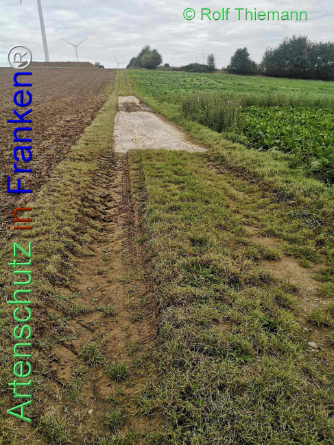 © Artenschutz in Franken® / Rolf Thiemann Bild zum Eintrag (1112990-160)