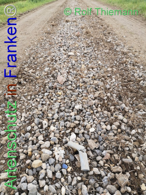 © Artenschutz in Franken® / Rolf Thiemann Bild zum Eintrag (1112992-160)