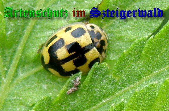 Copyright AiS- Albert Meier Bild zum Eintrag (1113100-160)