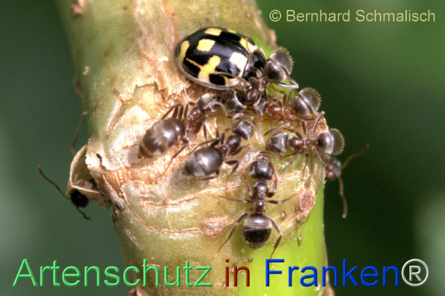 © Artenschutz in Franken® / Bernhard Schmalisch Bild zum Eintrag (1113103-160)