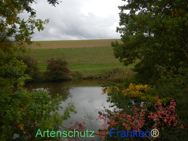 © Artenschutz in Franken® Bild zum Eintrag (1113187-160)