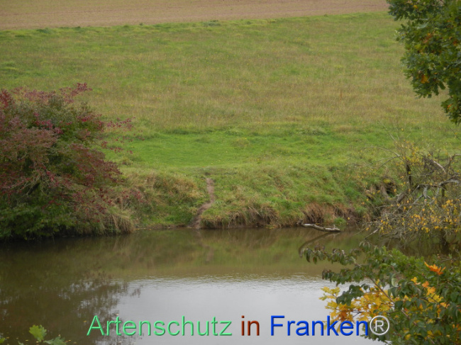 © Artenschutz in Franken® Bild zum Eintrag (1113189-160)