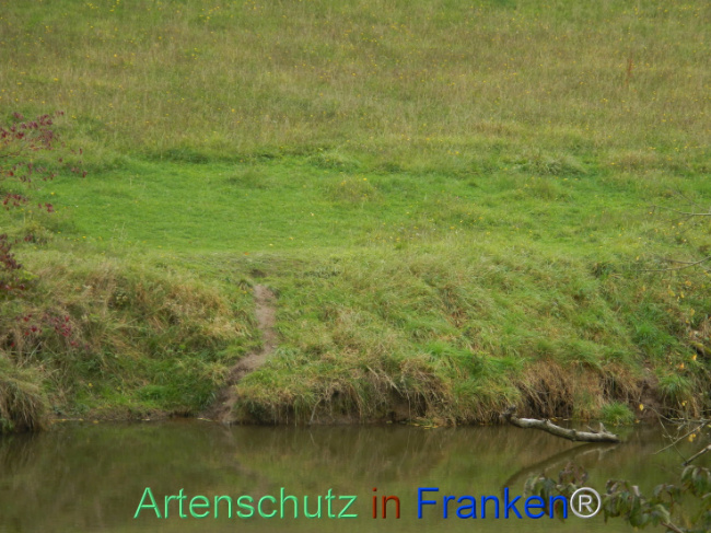 © Artenschutz in Franken® Bild zum Eintrag (1113190-160)