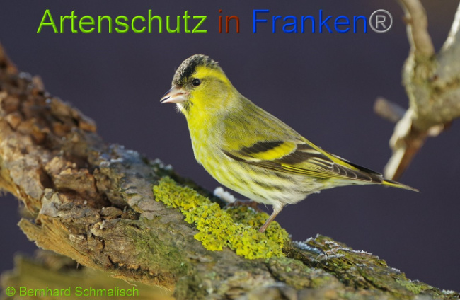 © Artenschutz in Franken® - Bernhard Schmalisch Bild zum Eintrag (1113325-160)
