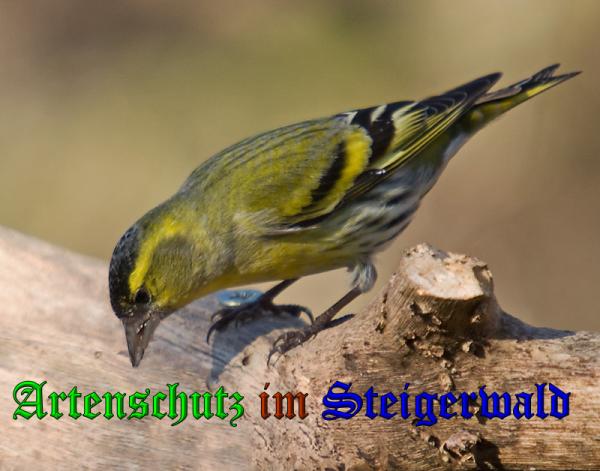 Copyright AiS-Klaus Sanwald Bild zum Eintrag (1113326-160)