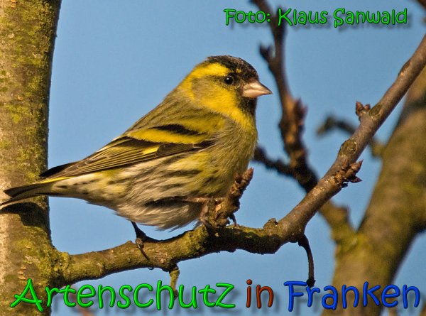 Copyright AiS Klaus Sanwald Bild zum Eintrag (1113328-160)