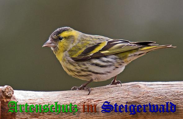 Copyright AiS - Klaus Sanwald Bild zum Eintrag (1113329-160)