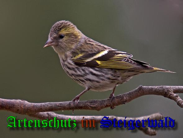 Copyright AiS-Klaus Sanwald Bild zum Eintrag (1113330-160)