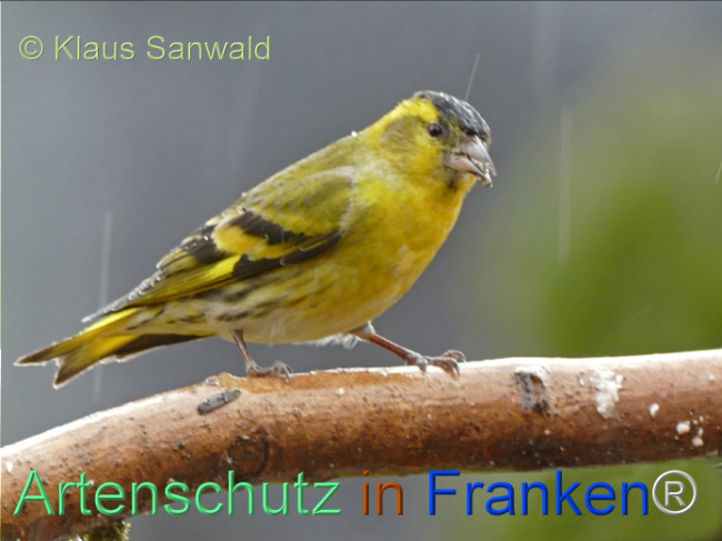 © Artenschutz in Franken® / Klaus Sanwald Bild zum Eintrag (1113332-160)