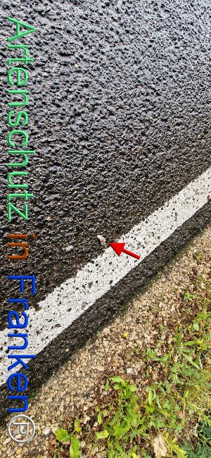 © Artenschutz in Franken® Bild zum Eintrag (1113348-160)