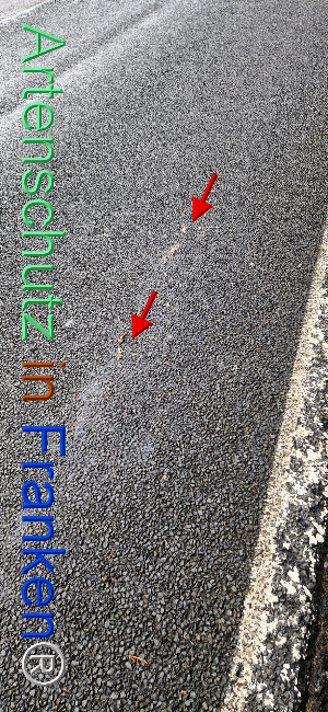 © Artenschutz in Franken® Bild zum Eintrag (1113350-160)