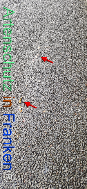 © Artenschutz in Franken® Bild zum Eintrag (1113351-160)