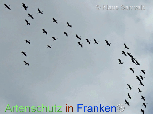 © Artenschutz in Franken® / Klaus Sanwald Bild zum Eintrag (1113406-160)